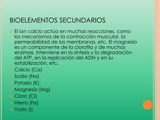 BIOELEMENTOS SECUNDARIOS











El ion calcio actúa en muchas reacciones, como
los mecanismos de la contracción muscular, la
permeabilidad de las membranas, etc. El magnesio
es un componente de la clorofila y de muchas
enzimas. Interviene en la síntesis y la degradación
del ATP, en la replicación del ADN y en su
estabilización, etc.
Calcio (Ca)
Sodio (Na)
Potasio (K)
Magnesio (Mg)
Cloro (Cl)
Hierro (Fe)
Yodo (I)

 