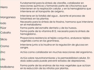 Hierro

Manganeso
Iodo
Flúor
Cobalto

Fundamental para la síntesis de clorofila, catalizador en
reacciones químicas y formando parte de citocromos que
intervienen en la respiración celular, y en la hemoglobina que
interviene en el transporte de oxígeno.
Interviene en la fotolisis del agua , durante el proceso de
fotosíntesis en las plantas
Necesario para la síntesis de la tiroxina, hormona que interviene
en el metabolismo
Forma parte del esmalte dentario y de los huesos.
Forma parte de la vitamina B12, necesaria para la síntesis de
hemoglobina .
.

Silicio

Proporciona resistencia al tejido conjuntivo, endurece tejidos
vegetales como en las gramíneas.

Cromo

Interviene junto a la insulina en la regulación de glucosa en
sangre.

Zinc

Actúa como catalizador en muchas reacciones del organismo.

Litio

Actúa sobre neurotransmisores y la permeabilidad celular. En
dosis adecuada puede prevenir estados de depresiones.

Molibdeno

Forma parte de las enzimas de las mas vegetales que actúan
en la reducción de los nitratos por plantas.

 