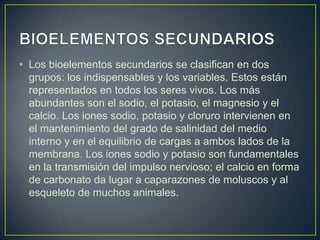 • Los bioelementos secundarios se clasifican en dos
grupos: los indispensables y los variables. Estos están
representados en todos los seres vivos. Los más
abundantes son el sodio, el potasio, el magnesio y el
calcio. Los iones sodio, potasio y cloruro intervienen en
el mantenimiento del grado de salinidad del medio
interno y en el equilibrio de cargas a ambos lados de la
membrana. Los iones sodio y potasio son fundamentales
en la transmisión del impulso nervioso; el calcio en forma
de carbonato da lugar a caparazones de moluscos y al
esqueleto de muchos animales.

 