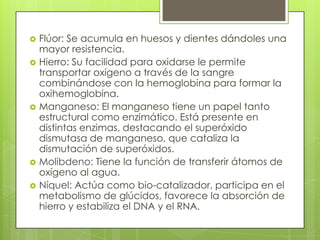 








Flúor: Se acumula en huesos y dientes dándoles una
mayor resistencia.
Hierro: Su facilidad para oxidarse le permite
transportar oxígeno a través de la sangre
combinándose con la hemoglobina para formar la
oxihemoglobina.
Manganeso: El manganeso tiene un papel tanto
estructural como enzimático. Está presente en
distintas enzimas, destacando el superóxido
dismutasa de manganeso, que cataliza la
dismutación de superóxidos.
Molibdeno: Tiene la función de transferir átomos de
oxígeno al agua.
Níquel: Actúa como bio-catalizador, participa en el
metabolismo de glúcidos, favorece la absorción de
hierro y estabiliza el DNA y el RNA.

 