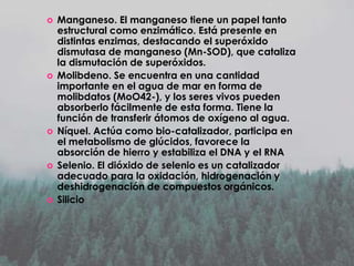 









Manganeso. El manganeso tiene un papel tanto
estructural como enzimático. Está presente en
distintas enzimas, destacando el superóxido
dismutasa de manganeso (Mn-SOD), que cataliza
la dismutación de superóxidos.
Molibdeno. Se encuentra en una cantidad
importante en el agua de mar en forma de
molibdatos (MoO42-), y los seres vivos pueden
absorberlo fácilmente de esta forma. Tiene la
función de transferir átomos de oxígeno al agua.
Níquel. Actúa como bio-catalizador, participa en
el metabolismo de glúcidos, favorece la
absorción de hierro y estabiliza el DNA y el RNA
Selenio. El dióxido de selenio es un catalizador
adecuado para la oxidación, hidrogenación y
deshidrogenación de compuestos orgánicos.
Silicio

 