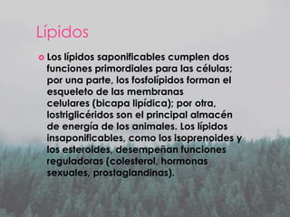 Lípidos
 Los

lípidos saponificables cumplen dos
funciones primordiales para las células;
por una parte, los fosfolípidos forman el
esqueleto de las membranas
celulares (bicapa lipídica); por otra,
lostriglicéridos son el principal almacén
de energía de los animales. Los lípidos
insaponificables, como los isoprenoides y
los esteroides, desempeñan funciones
reguladoras (colesterol, hormonas
sexuales, prostaglandinas).

 
