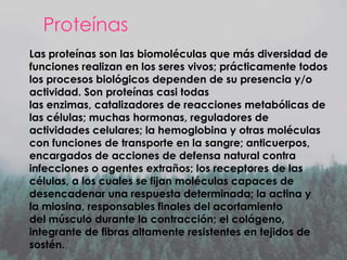 Proteínas
Las proteínas son las biomoléculas que más diversidad de
funciones realizan en los seres vivos; prácticamente todos
los procesos biológicos dependen de su presencia y/o
actividad. Son proteínas casi todas
las enzimas, catalizadores de reacciones metabólicas de
las células; muchas hormonas, reguladores de
actividades celulares; la hemoglobina y otras moléculas
con funciones de transporte en la sangre; anticuerpos,
encargados de acciones de defensa natural contra
infecciones o agentes extraños; los receptores de las
células, a los cuales se fijan moléculas capaces de
desencadenar una respuesta determinada; la actina y
la miosina, responsables finales del acortamiento
del músculo durante la contracción; el colágeno,
integrante de fibras altamente resistentes en tejidos de
sostén.

 