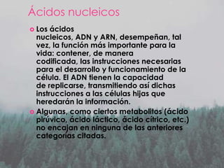 Ácidos nucleicos
 Los

ácidos
nucleicos, ADN y ARN, desempeñan, tal
vez, la función más importante para la
vida: contener, de manera
codificada, las instrucciones necesarias
para el desarrollo y funcionamiento de la
célula. El ADN tienen la capacidad
de replicarse, transmitiendo así dichas
instrucciones a las células hijas que
heredarán la información.
 Algunas, como ciertos metabolitos (ácido
pirúvico, ácido láctico, ácido cítrico, etc.)
no encajan en ninguna de las anteriores
categorías citadas.

 