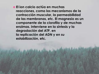  El

ion calcio actúa en muchas
reacciones, como los mecanismos de la
contracción muscular, la permeabilidad
de las membranas, etc. El magnesio es un
componente de la clorofila y de muchas
enzimas. Interviene en la síntesis y la
degradación del ATP, en
la replicación del ADN y en su
estabilización, etc.

 