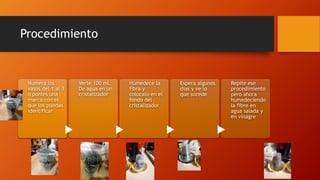Procedimiento
Numera los
vasos del 1 al 3
o ponles una
marca con el
que los puedas
identificar
Verte 100 ml.
De agua en un
cristalizador
Humedece la
fibra y
colocalo en el
fondo del
cristalizador
Espera algunos
dias y ve lo
que sucede
Repite ese
procedimiento
pero ahora
humedeciendo
la fibre en
agua salada y
en vinagre
 