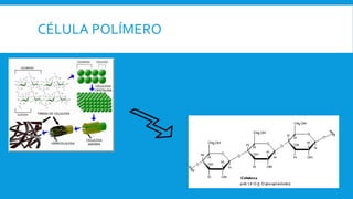 CÉLULA POLÍMERO
 