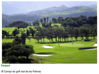 Césped
 Campo de golf real de las Palmas

 