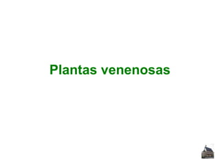 Plantas venenosas

 