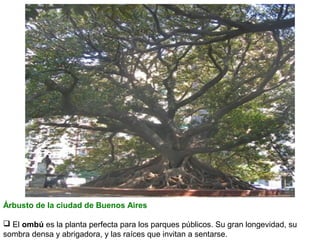 Árbusto de la ciudad de Buenos Aires
 El ombú es la planta perfecta para los parques públicos. Su gran longevidad, su
sombra densa y abrigadora, y las raíces que invitan a sentarse.

 