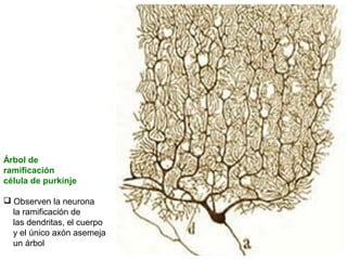 Árbol de
ramificación
célula de purkinje
 Observen la neurona
la ramificación de
las dendritas, el cuerpo
y el único axón asemeja
un árbol

 