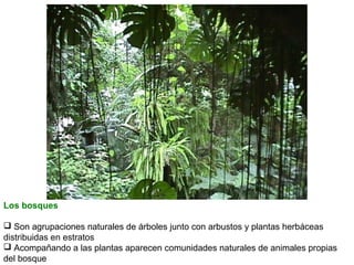 Los bosques
 Son agrupaciones naturales de árboles junto con arbustos y plantas herbáceas
distribuidas en estratos
 Acompañando a las plantas aparecen comunidades naturales de animales propias
del bosque

 