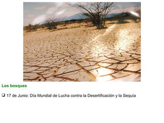 Los bosques
 17 de Junio: Día Mundial de Lucha contra la Desertificación y la Sequía

 