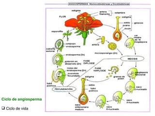 Ciclo de angiosperma
 Ciclo de vida

 