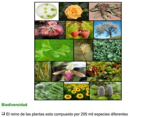 Biodiversidad
 El reino de las plantas esta compuesto por 295 mil especies diferentes

 