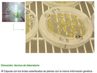 Clonación: técnica de laboratorio
 Cápsula con los brotes esterilizados de plantas con la misma información genética

 