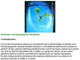 Clonación: micropropagación de plantas
 Introducción:
Una de las herramientas básicas en el desarrollo de la biotecnología en plantas es la
micropropagación, llamada también clonación. La finalidad de esta técnica consiste en
generar clones ( plantas idénticas genéticamente) a partir de hojas o partes de la planta,
con esto es fácil la manipulación de un tejido o un grupo de células, de las cuales
podemos obtener la planta, permitiendo la reproducción de mejores ejemplares.
En este trabajo practico clonaremos dos especies distintas pero muy útiles en el
quehacer agrícola, la coliflor y el clavel.

 