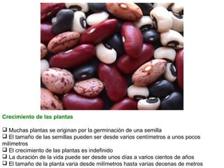 Crecimiento de las plantas
 Muchas plantas se originan por la germinación de una semilla
 El tamaño de las semillas pueden ser desde varios centímetros a unos pocos
milímetros
 El crecimiento de las plantas es indefinido
 La duración de la vida puede ser desde unos días a varios cientos de años
 El tamaño de la planta varia desde milímetros hasta varias decenas de metros

 