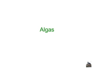Algas

 