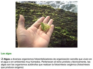 Las algas
 Algas a diversos organismos fotosintetizadores de organización sencilla que viven en
el agua o en ambientes muy húmedos. Pertenecen al reino protista y técnicamente, las
algas son los organismos autótrofos que realizan la fotosíntesis oxigénica (fotosíntesis
que produce oxígeno)

 