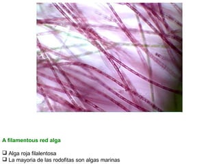 A filamentous red alga
 Alga roja filalentosa
 La mayoria de las rodofitas son algas marinas

 