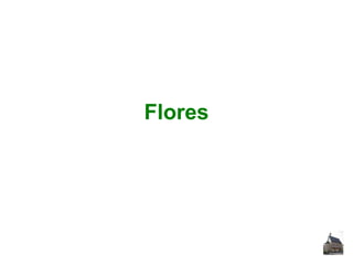Flores

 