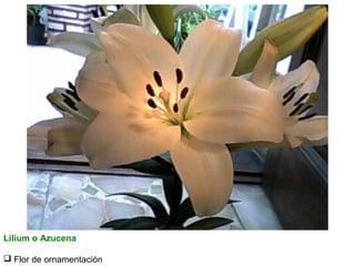 Lilium o Azucena
 Flor de ornamentación

 