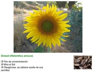 Girasol (Helianthus annuus)
 Flor de ornamentación
 Mira al Sol
 Oleaginosa, se obtiene aceite de sus
semillas

 