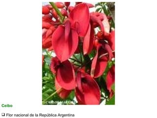 Ceibo
 Flor nacional de la República Argentina

 