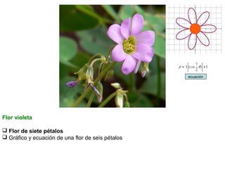 ecuación

Flor violeta
 Flor de siete pétalos
 Gráfico y ecuación de una flor de seis pétalos

 