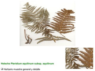 Helecho Pteridium aquilinum subsp. aquilinum
 Herbario muestra general y detalle

 