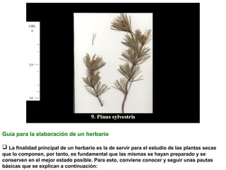Guía para la elaboración de un herbario
 La finalidad principal de un herbario es la de servir para el estudio de las plantas secas
que lo componen, por tanto, es fundamental que las mismas se hayan preparado y se
conserven en el mejor estado posible. Para esto, conviene conocer y seguir unas pautas
básicas que se explican a continuación:

 