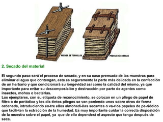2. Secado del material
El segundo paso será el proceso de secado, y en su caso prensado de las muestras para
eliminar el agua que contengan, esta es seguramente la parte más delicada en la confección
de un herbario y que condicionará su longevidad así como la calidad del mismo, ya que
importante para evitar su descomposición y destrucción por parte de agentes como
insectos, mohos o bacterias.
Los ejemplares, con su etiqueta de reconocimiento, se colocan en un pliego de papel de
filtro o de periódico y los dis-tintos pliegos se van poniendo unos sobre otros de forma
ordenada, introduciendo en-tre ellos almohadi-llas secantes o va-rios papeles de pe-riódico
que facili-ten la extracción de la humedad. Es muy importante cuidar la correcta disposición
de la muestra sobre el papel, ya que de ello dependerá el aspecto que tenga después de
seca.

 