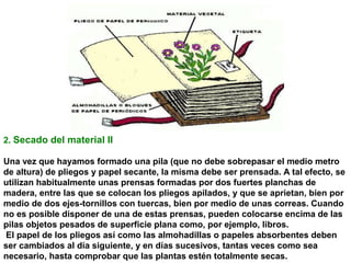 2. Secado del material II
Una vez que hayamos formado una pila (que no debe sobrepasar el medio metro
de altura) de pliegos y papel secante, la misma debe ser prensada. A tal efecto, se
utilizan habitualmente unas prensas formadas por dos fuertes planchas de
madera, entre las que se colocan los pliegos apilados, y que se aprietan, bien por
medio de dos ejes-tornillos con tuercas, bien por medio de unas correas. Cuando
no es posible disponer de una de estas prensas, pueden colocarse encima de las
pilas objetos pesados de superficie plana como, por ejemplo, libros.
El papel de los pliegos así como las almohadillas o papeles absorbentes deben
ser cambiados al día siguiente, y en días sucesivos, tantas veces como sea
necesario, hasta comprobar que las plantas estén totalmente secas.

 