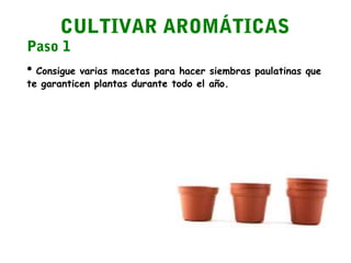 CULTIVAR AROMÁTICAS

Paso 1

• Consigue varias macetas para hacer siembras paulatinas que
te garanticen plantas durante todo el año.

 