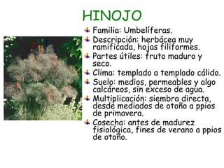 HINOJO

Familia: Umbelíferas.
Descripción: herbácea muy
ramificada, hojas filiformes.
Partes útiles: fruto maduro y
seco.
Clima: templado a templado cálido.
Suelo: medios, permeables y algo
calcáreos, sin exceso de agua.
Multiplicación: siembra directa,
desde mediados de otoño a ppios
de primavera.
Cosecha: antes de madurez
fisiológica, fines de verano a ppios
de otoño.

 