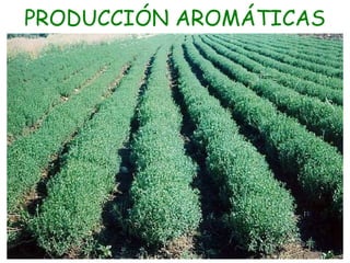 PRODUCCIÓN AROMÁTICAS

 