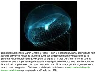 Los estadounidenses Martin Chalfie y Roger Tsien y el japonés Osamu Shimomura han
ganado el Premio Nobel de Química 2008 por el descubrimiento y desarrollo de la
proteína verde fluorescente (GFP, por sus siglas en inglés), una herramienta que ha
revolucionado la ingeniería genética y la investigación biomédica que permite observar
la actividad de proteínas concretas dentro de una célula viva y, por consiguiente, cómo
se expresan los genes. Shimomura aisló esta proteína en la medusa luminiscente
Aequorea victoria a principios de la década de 1960.

 