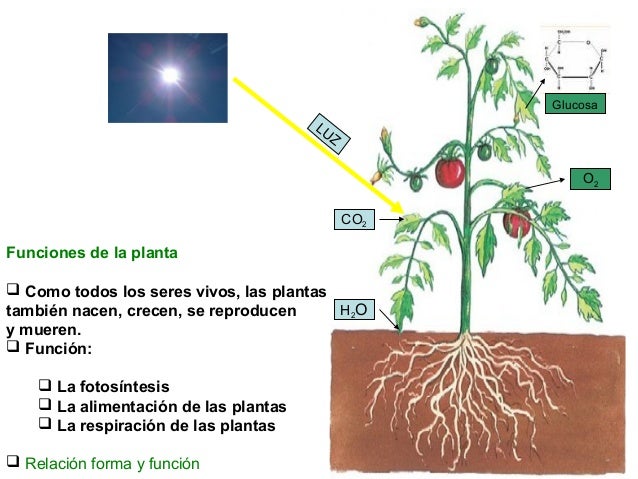 Proyecto botanica