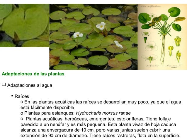 Proyecto Botanica