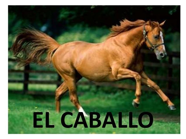 Proyecto caballos