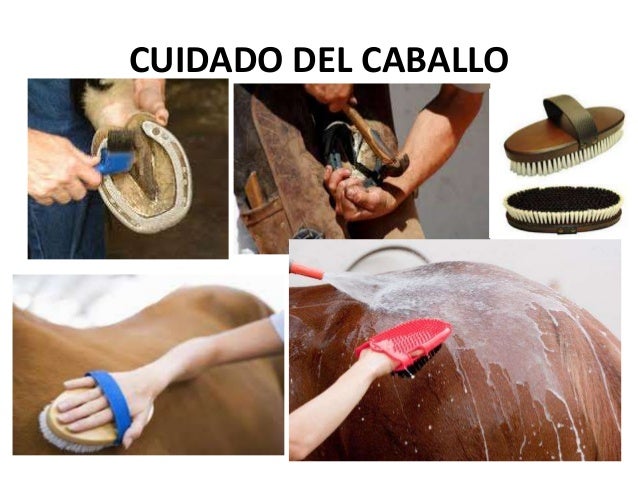 CUIDADO DEL CABALLO