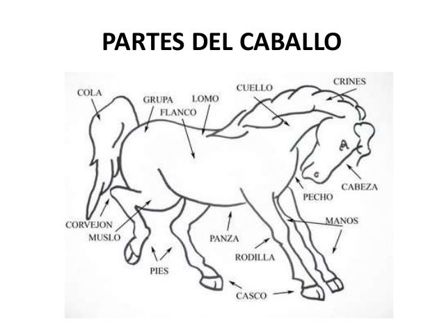 PARTES DEL CABALLO