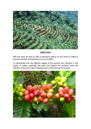 OBJECTIVES
With this work we want to offer a panoramic glance on the world of coffee to
know the process of production of a cup of coffee.

To demostrate how the different stages of the process can influence in the
quality of coffee, especially the parts that depend the producer since the
selection of the bean, agro ecological work, profit and post home grow.
 