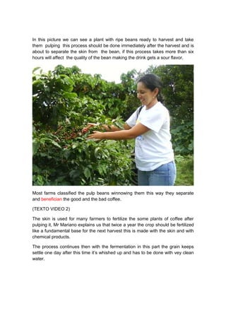 In this picture we can see a plant with ripe beans ready to harvest and take
them pulping this process should be done immediately after the harvest and is
about to separate the skin from the bean, if this process takes more than six
hours will affect the quality of the bean making the drink gets a sour flavor.




Most farms classified the pulp beans winnowing them this way they separate
and benefician the good and the bad coffee.

(TEXTO VIDEO 2)

The skin is used for many farmers to fertilize the some plants of coffee after
pulping it, Mr Mariano explains us that twice a year the crop should be fertilized
like a fundamental base for the next harvest this is made with the skin and with
chemical products.

The process continues then with the fermentation in this part the grain keeps
settle one day after this time it’s whished up and has to be done with vey clean
water.
 