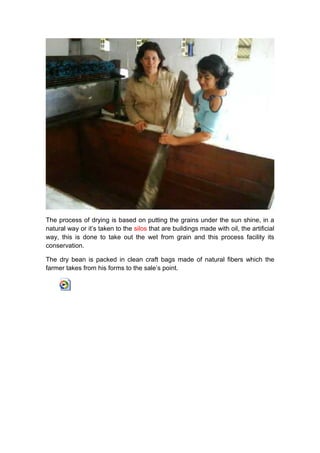 The process of drying is based on putting the grains under the sun shine, in a
natural way or it’s taken to the silos that are buildings made with oil, the artificial
way, this is done to take out the wet from grain and this process facility its
conservation.

The dry bean is packed in clean craft bags made of natural fibers which the
farmer takes from his forms to the sale’s point.
 