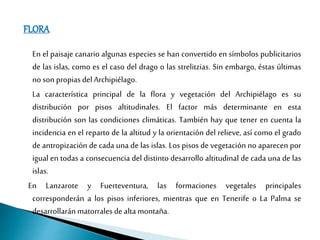FLORA
En el paisaje canario algunas especies se han convertido en símbolos publicitarios
de las islas, como es el caso del drago o las strelitzias. Sin embargo, éstas últimas
no son propias del Archipiélago.
La característica principal de la flora y vegetación del Archipiélago es su
distribución por pisos altitudinales. El factor más determinante en esta
distribución son las condiciones climáticas. También hay que tener en cuenta la
incidencia en el reparto de la altitud y la orientación del relieve, así como el grado
de antropización de cada una de las islas. Los pisos de vegetación no aparecen por
igual en todas a consecuencia del distinto desarrollo altitudinal de cada una de las
islas.
En Lanzarote y Fuerteventura, las formaciones vegetales principales
corresponderán a los pisos inferiores, mientras que en Tenerife o La Palma se
desarrollarán matorrales de alta montaña.
 