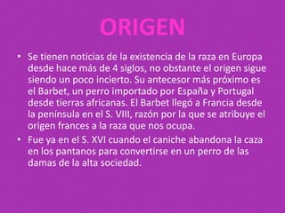 ORIGEN
• Se tienen noticias de la existencia de la raza en Europa
  desde hace más de 4 siglos, no obstante el origen sigue
  siendo un poco incierto. Su antecesor más próximo es
  el Barbet, un perro importado por España y Portugal
  desde tierras africanas. El Barbet llegó a Francia desde
  la península en el S. VIII, razón por la que se atribuye el
  origen frances a la raza que nos ocupa.
• Fue ya en el S. XVI cuando el caniche abandona la caza
  en los pantanos para convertirse en un perro de las
  damas de la alta sociedad.
 