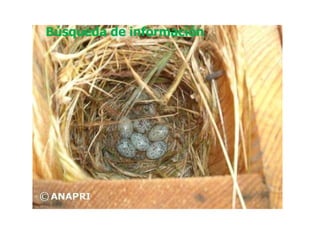 Búsqueda de información 