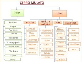 CERRO MULATO
FLORA

Algarrobo

FAUNA

INSECTOS

REPTILES Y
ANFIBIOS

AVES

MAMÍFEROS

Faique
Palo Verde
Cuncuno
Palo Santo
Cactus gigante
Cola de zorro
Piña de oso
Sapote
Vichayo

Zancudo
Mosca
grande
Luciérnaga
Mariposa

Macanche
Iguana

Chisco
Chilalo
Tortola

Lagarto
Coral

Tábano

Colambo

Tarántula

Saltojo

Chiclón

Zorro
Hurón
Añaz
Murciélago

Cuculí
Tordo
Picaflor

Sapos
Lechuza

Ratas

 